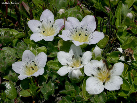 Слика од Hesperochiron pumilus (Griseb.) Porter