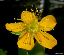 Image de Hypericum anagalloides Cham. & Schltdl.