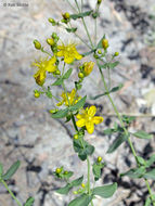 Image of Scouler's St. John's-Wort