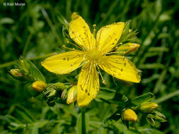 صورة St John's Wort