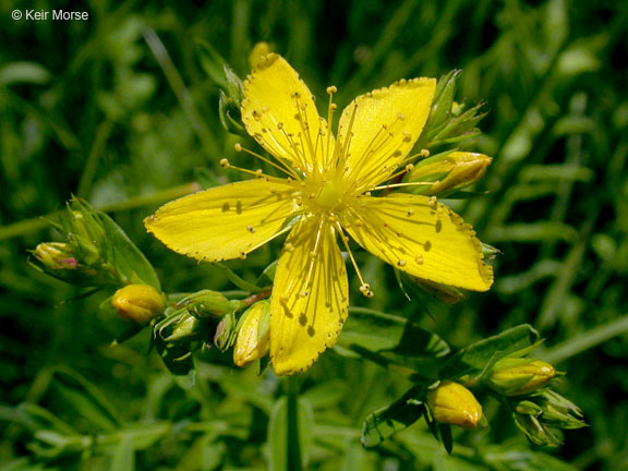 Image of St John's wort