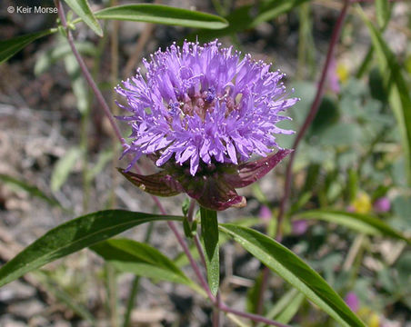 Imagem de Monardella breweri subsp. lanceolata (A. Gray) A. C. Sanders & Elvin