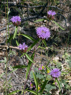 Monardella breweri subsp. lanceolata (A. Gray) A. C. Sanders & Elvin的圖片