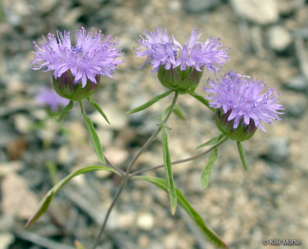 صورة Monardella breweri subsp. lanceolata (A. Gray) A. C. Sanders & Elvin