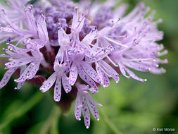 صورة Monardella breweri subsp. lanceolata (A. Gray) A. C. Sanders & Elvin