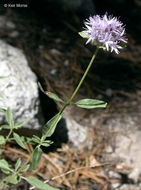 Image of mountain monardella