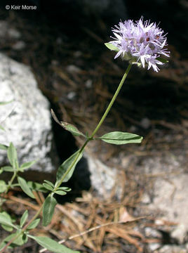 Imagem de Monardella odoratissima subsp. pallida (A. Heller) Epling