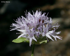 Image of mountain monardella