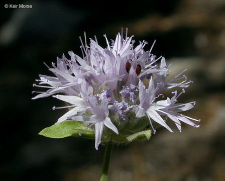 Imagem de Monardella odoratissima subsp. pallida (A. Heller) Epling