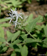 Image of mountain monardella