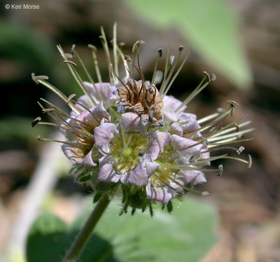 Image of waterleaf phacelia