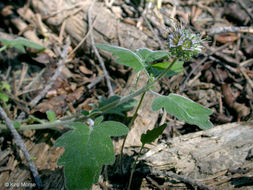 Image of waterleaf phacelia