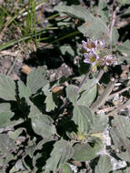 Image of waterleaf phacelia