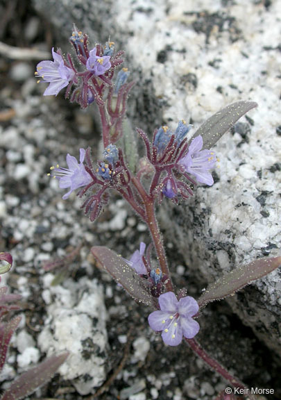 Image of Quick's phacelia