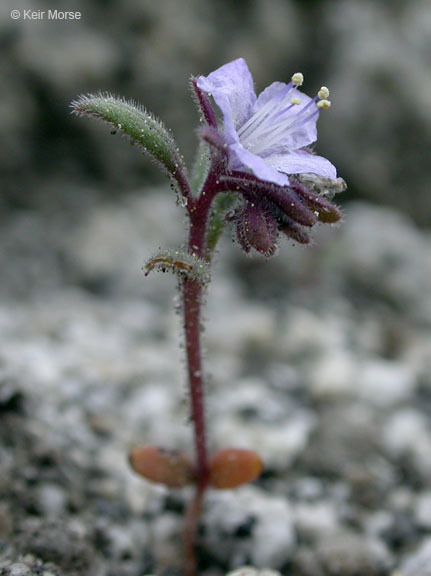 Image of Quick's phacelia