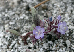 Image of Quick's phacelia