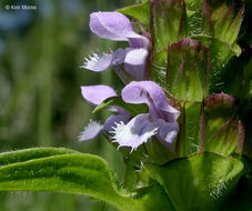 صورة Prunella vulgaris subsp. lanceolata (W. P. C. Barton) Piper & Beattie