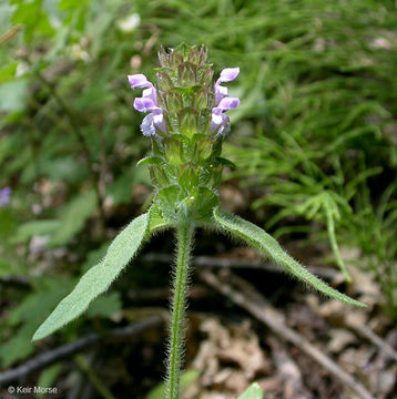 Image of lance selfheal