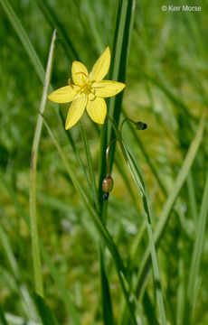 Sisyrinchium elmeri Greene的圖片