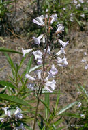 Image of California yerba santa