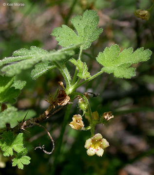 Ribes montigenum Mc Clatchie resmi