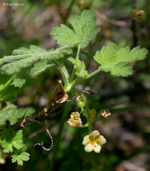 Image of gooseberry currant