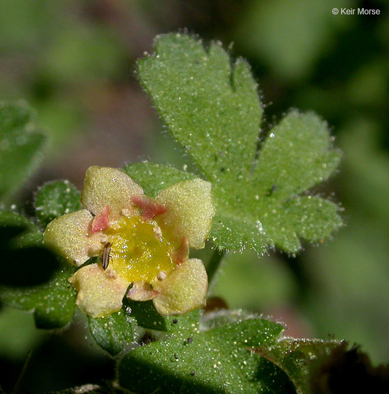 Image of gooseberry currant