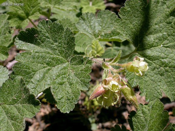 Image of sticky currant