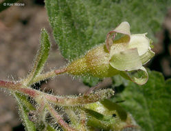 Image de Ribes viscosissimum Pursh