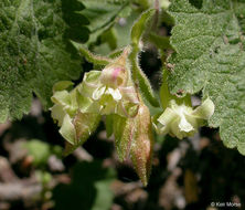 Image de Ribes viscosissimum Pursh