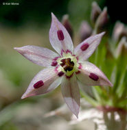 Image of dusky onion