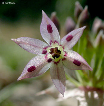 Image of dusky onion