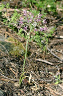 Image of dusky onion