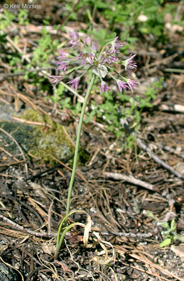 Image of dusky onion