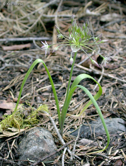 Image of dusky onion