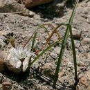 Imagem de Allium obtusum Lemmon