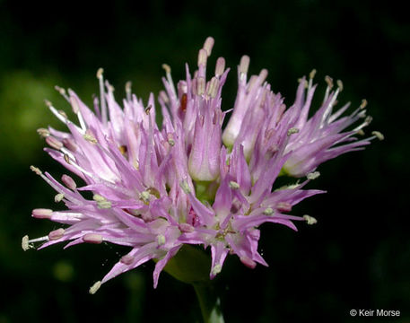 Imagem de Allium validum S. Watson