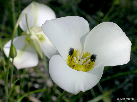 Calochortus leichtlinii Hook. fil. resmi