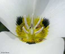 Imagem de Calochortus leichtlinii Hook. fil.