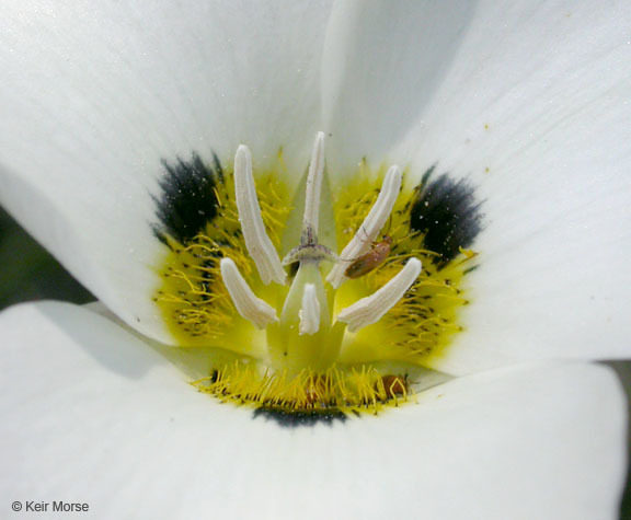 Calochortus leichtlinii Hook. fil. resmi