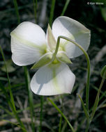 Calochortus leichtlinii Hook. fil. resmi