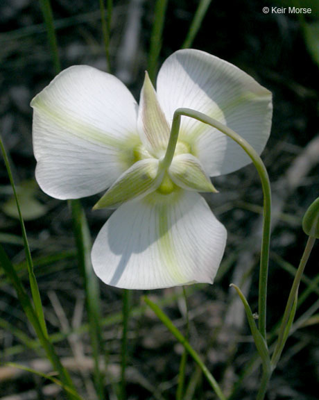 Calochortus leichtlinii Hook. fil. resmi