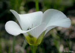 Calochortus leichtlinii Hook. fil. resmi