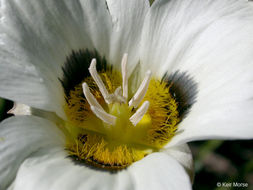 Calochortus leichtlinii Hook. fil. resmi