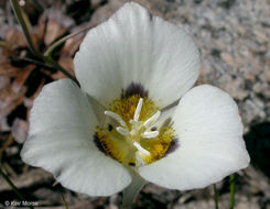 Imagem de Calochortus leichtlinii Hook. fil.