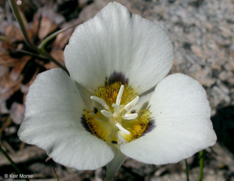 Calochortus leichtlinii Hook. fil. resmi