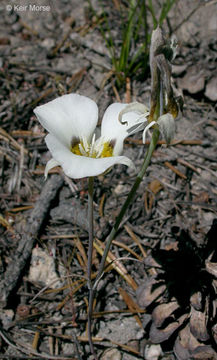 Calochortus leichtlinii Hook. fil. resmi