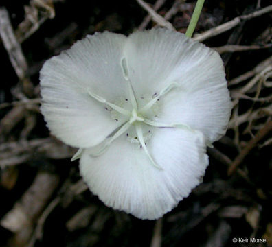 Image of Sierra mariposa lily