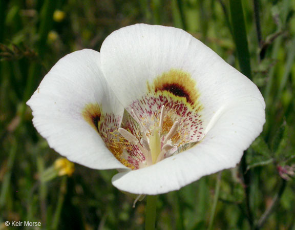 Image of superb mariposa lily