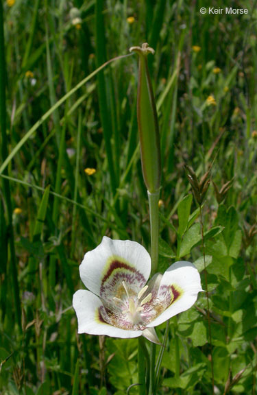 Image of superb mariposa lily